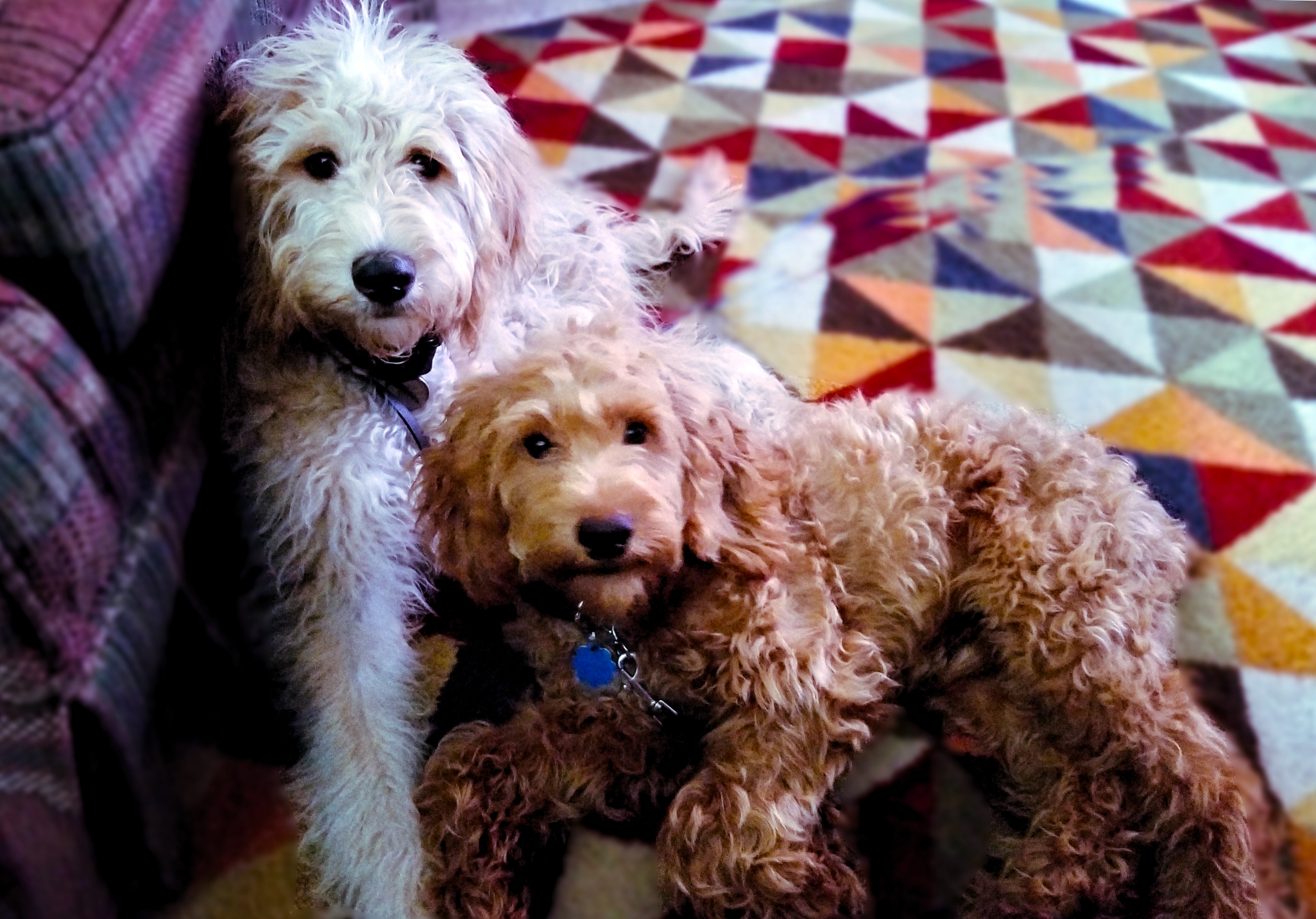 Dog Training Wheaton Il Dog Training Wheaton Il