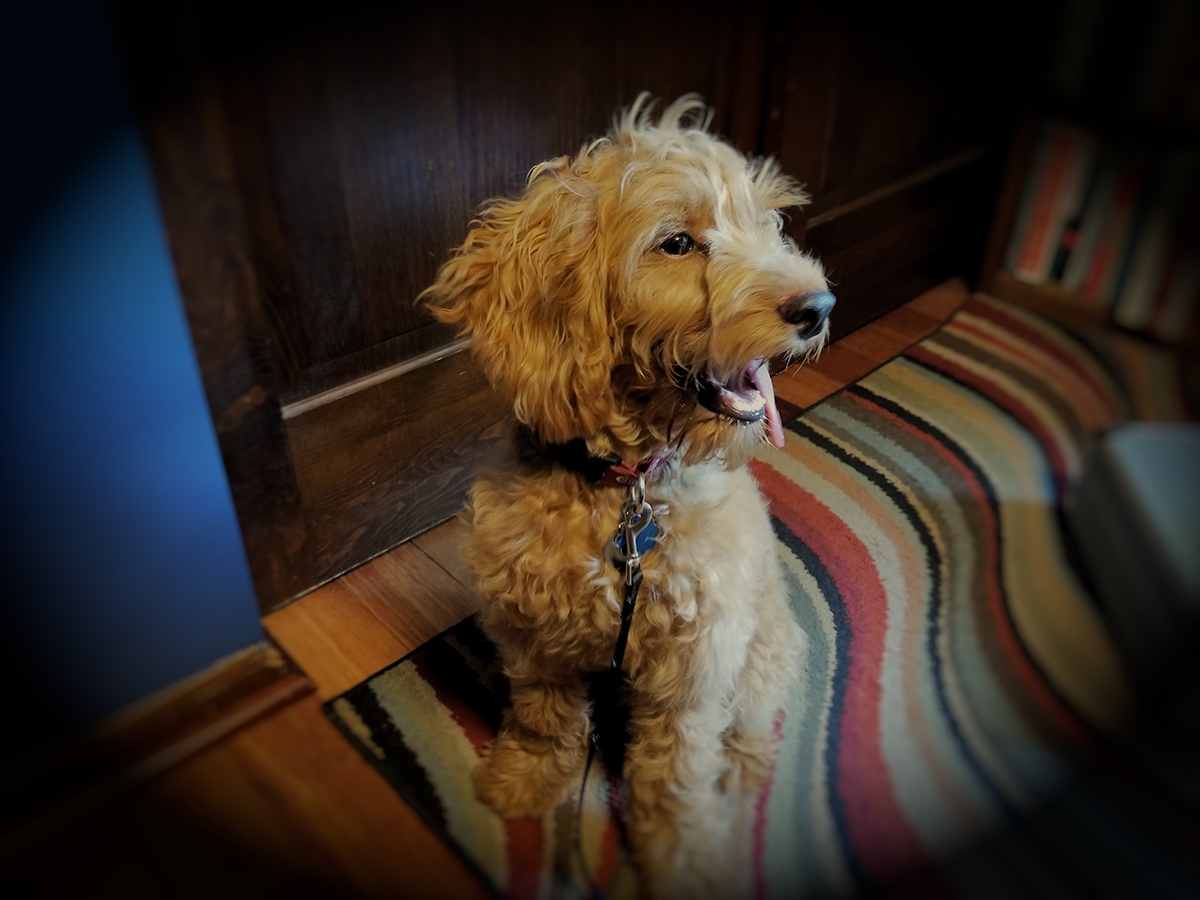 Perfect Manners Dog Training Naperville Il Perfect Manners Dog Training Naperville Il