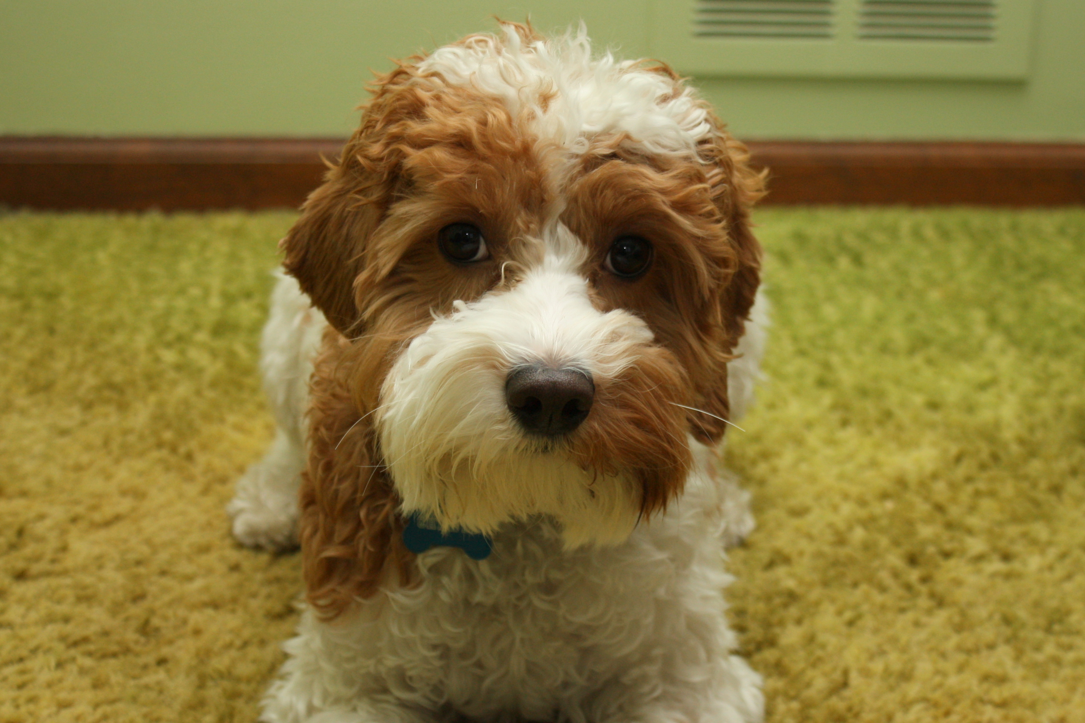 Perfect Manners Dog Training Naperville Il Perfect Manners Dog Training Naperville Il