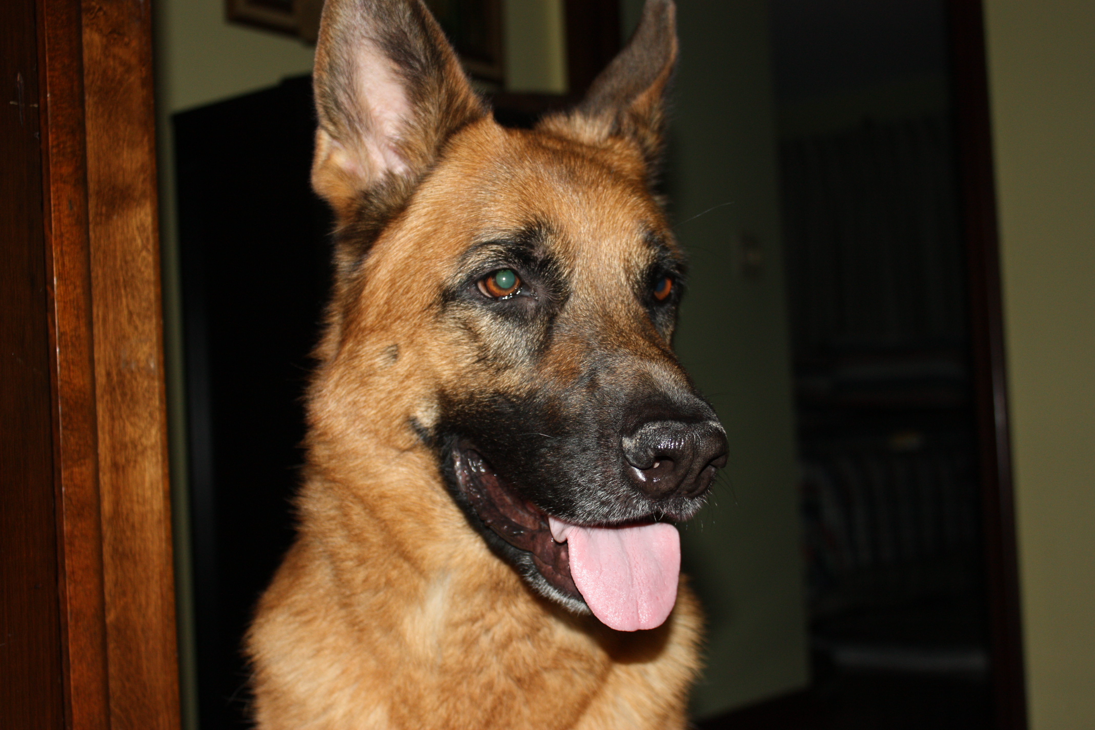 Perfect Manners Dog Training Naperville Il Perfect Manners Dog Training Naperville Il
